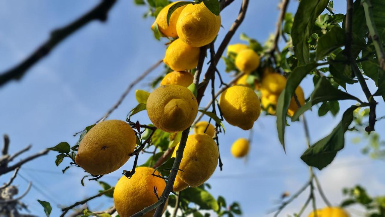 Monte Da Ti Luzia Βίλα Φάρο Εξωτερικό φωτογραφία