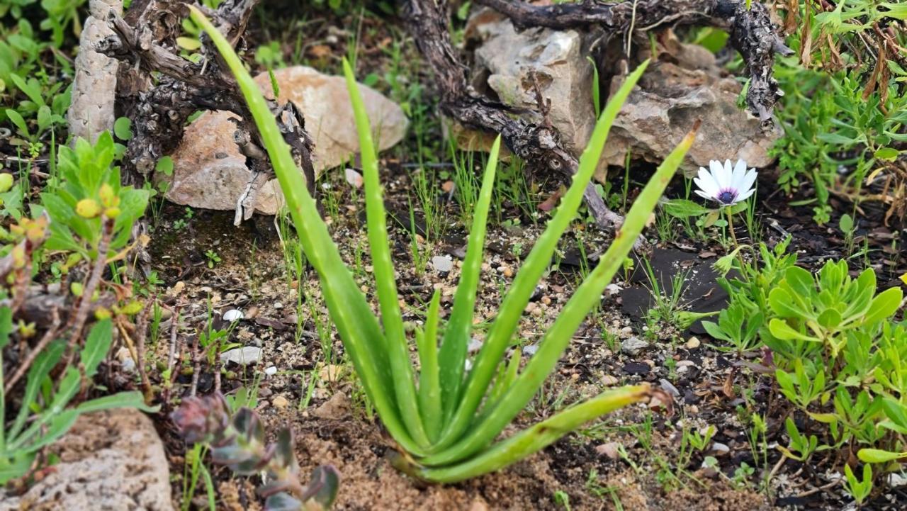 Monte Da Ti Luzia Βίλα Φάρο Εξωτερικό φωτογραφία