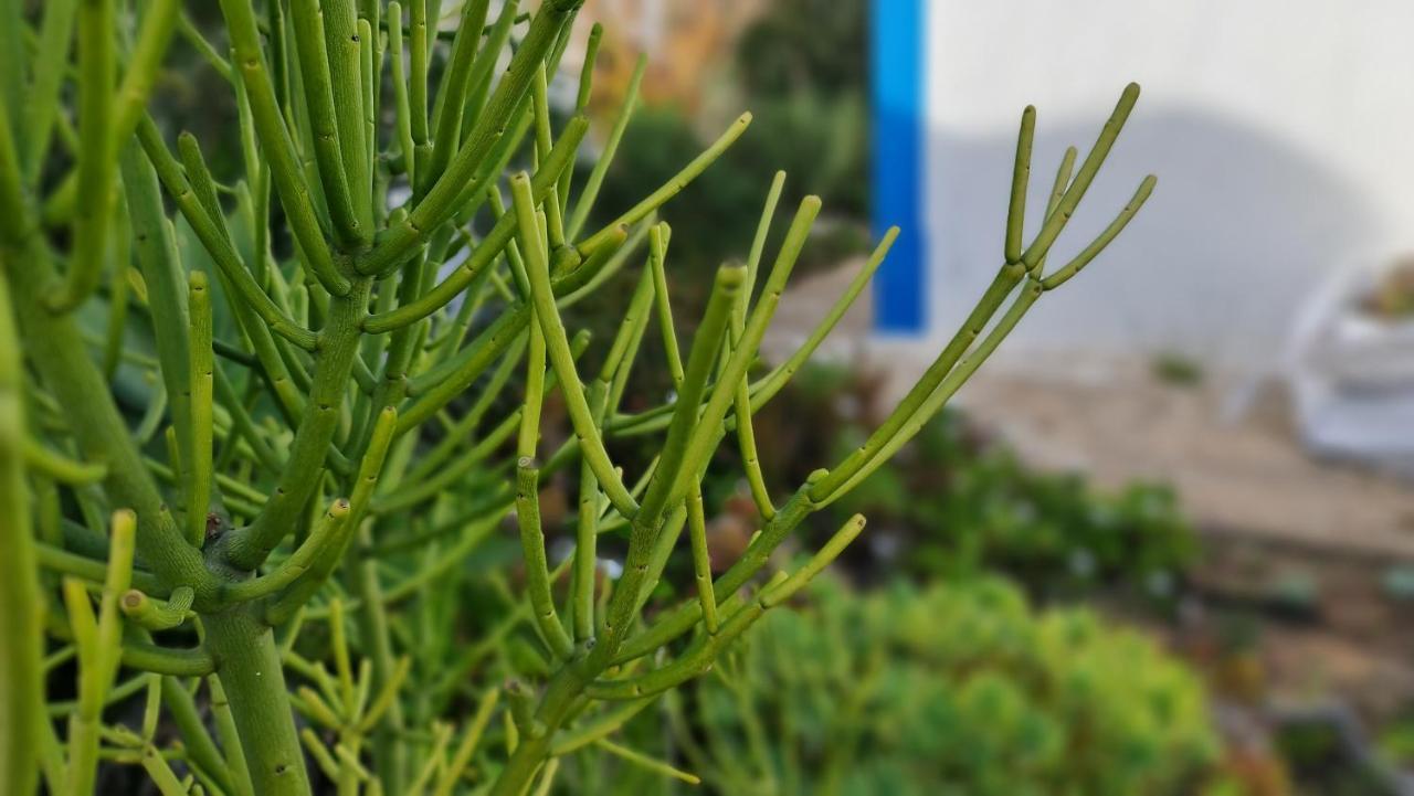 Monte Da Ti Luzia Βίλα Φάρο Εξωτερικό φωτογραφία